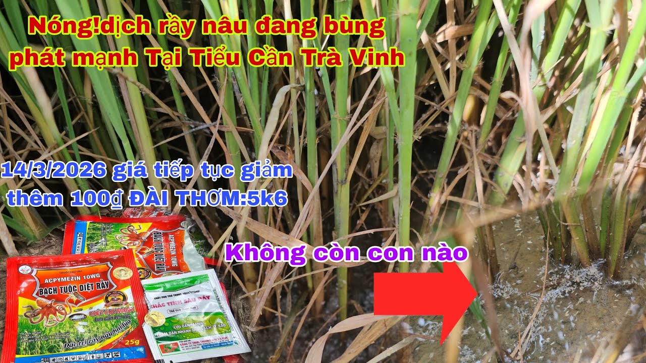 13/3/2026 giá lúa giảm thêm 100₫,phun gì vào giai đoạn trổ để quản lý rầy nâu, không nóng lúa. 