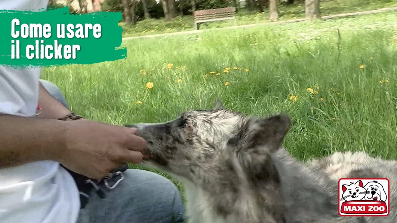 TUTORIAL: Come usare il clicker | Maxi Zoo