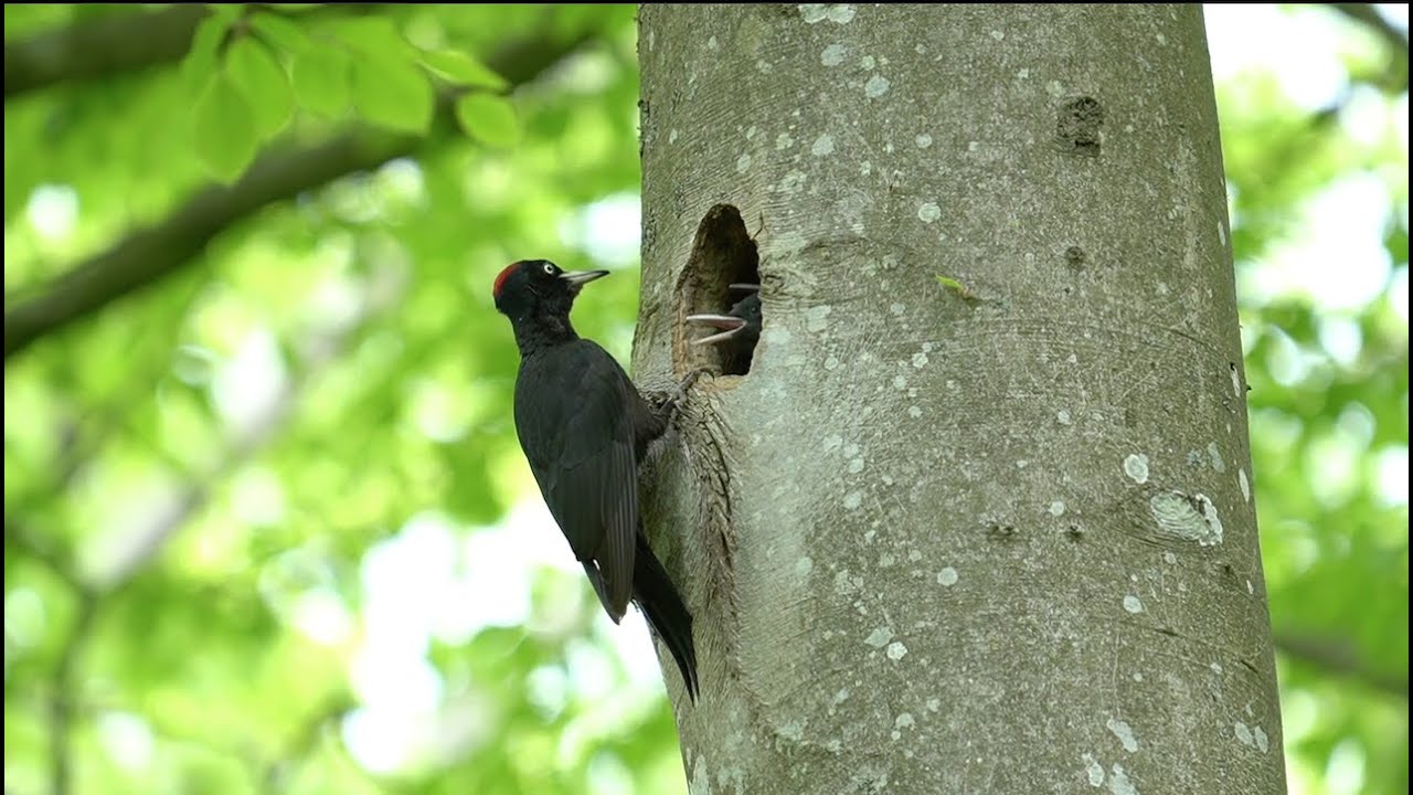 Sortsp&aelig;tte fodrer ungerne (lang version) - Black Woodpecker feeding chicks (long version)