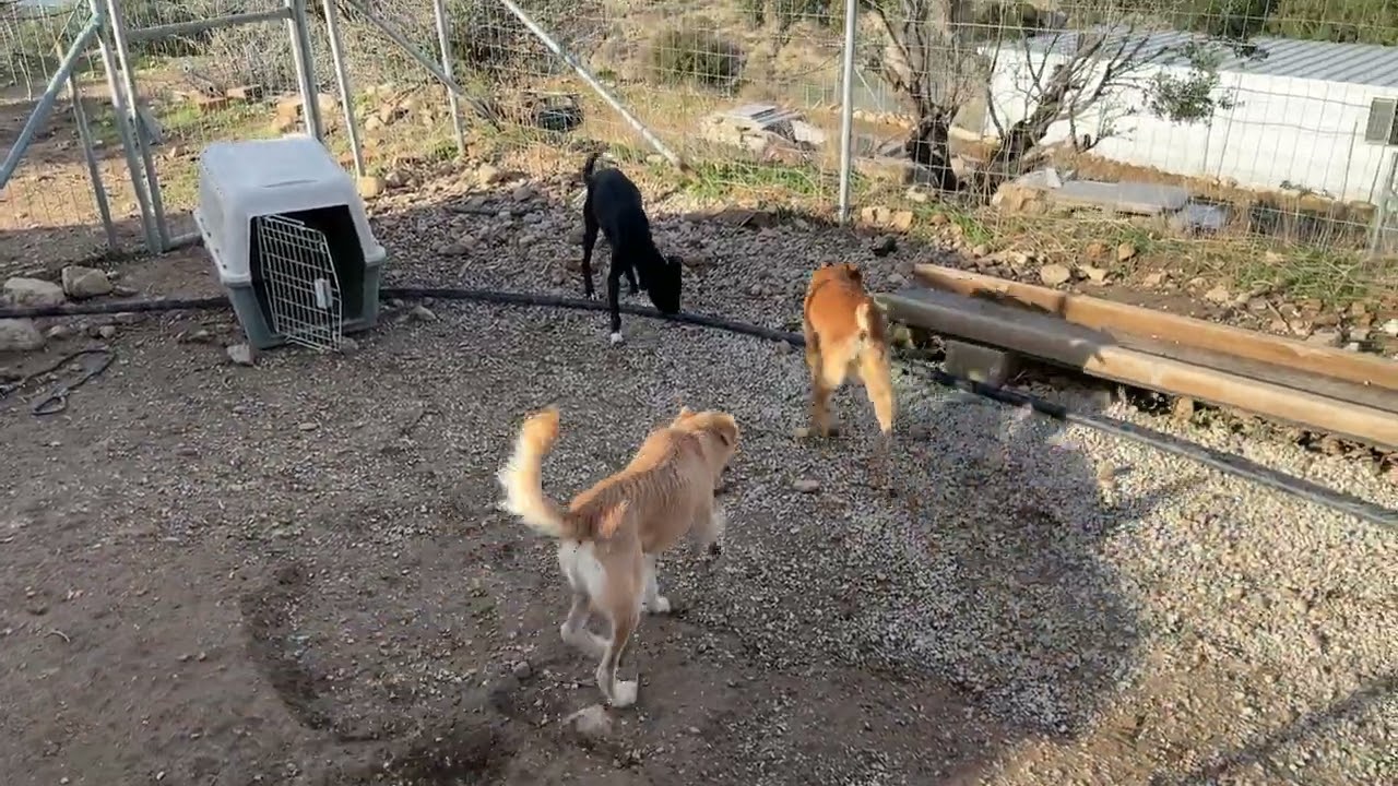 First Time They Run So Free! Freedom for the Chained Hunting Dogs! - Takis Shelter