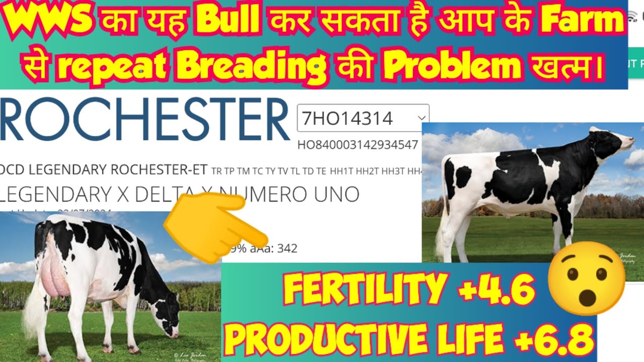 WWS ROCHESTER,, एक एसा Bull जिसे Use करके Genetically Repeat Breeding की Problem खत्म कर सकते हैं।