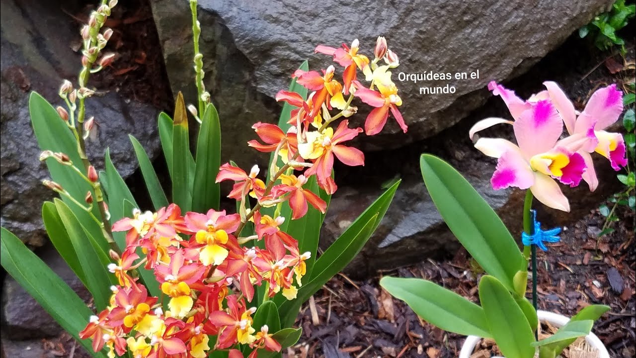 Riego mis Orquídeas con Té de Orégano ║Orquídeas en el mundo