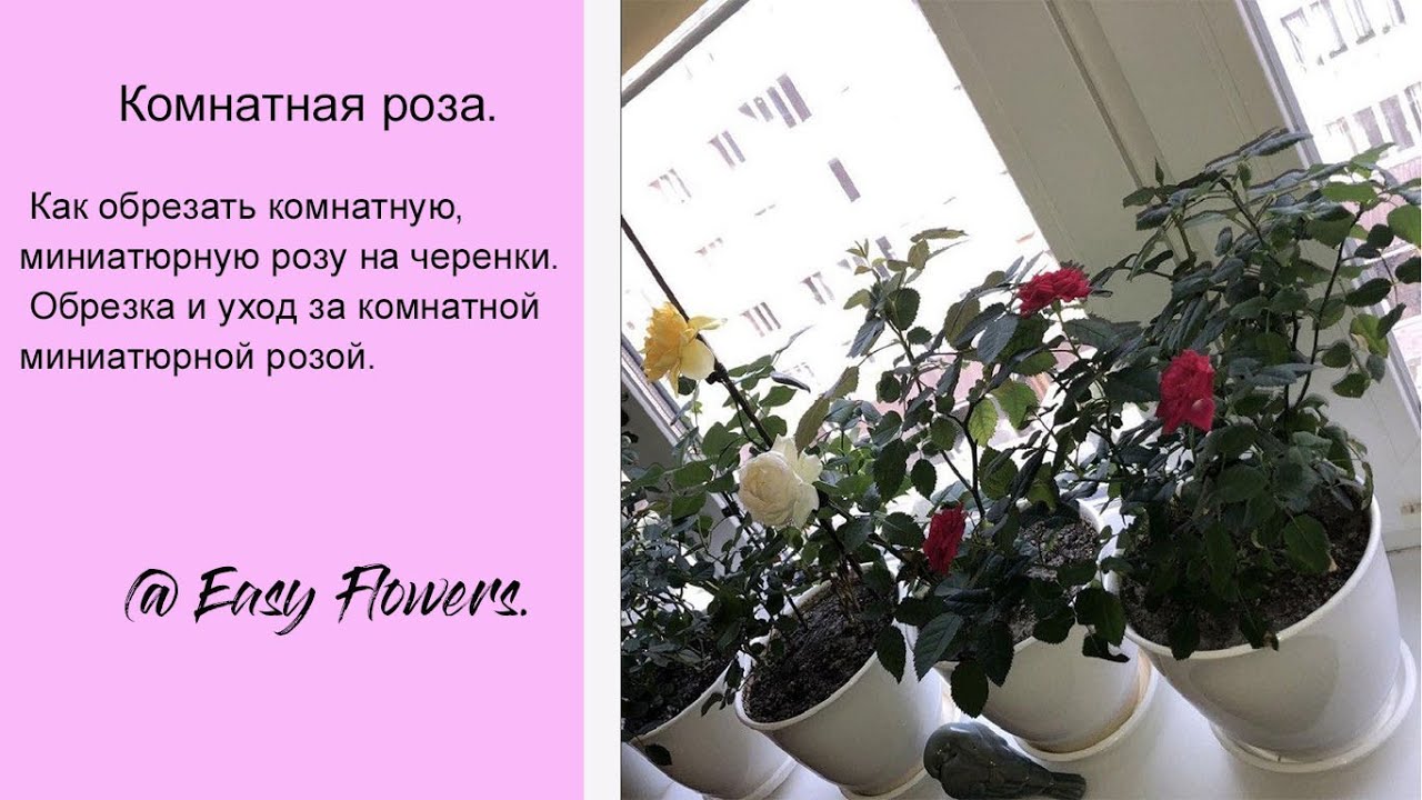 Как ОБРЕЗАТЬ комнатную миниатюрную РОЗУ на черенки?  Обрезка и уход за комнатной миниатюрной розой