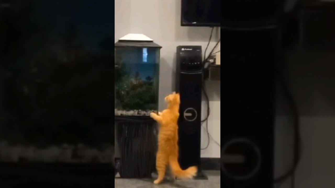 Will it catch the fish?🤔#funny #viral #shorts
