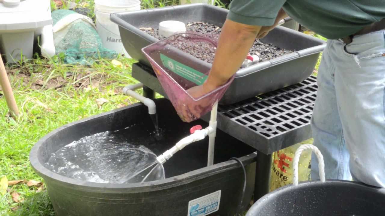 Introduction to Home Aquaponics