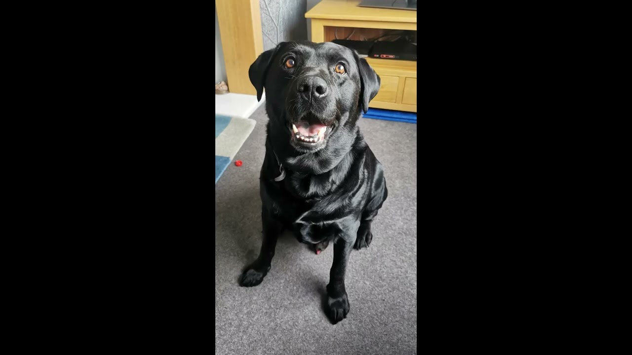 I Can't Help Falling  In Love With You, Cover. For my labrador who passed away 23rd July 2022