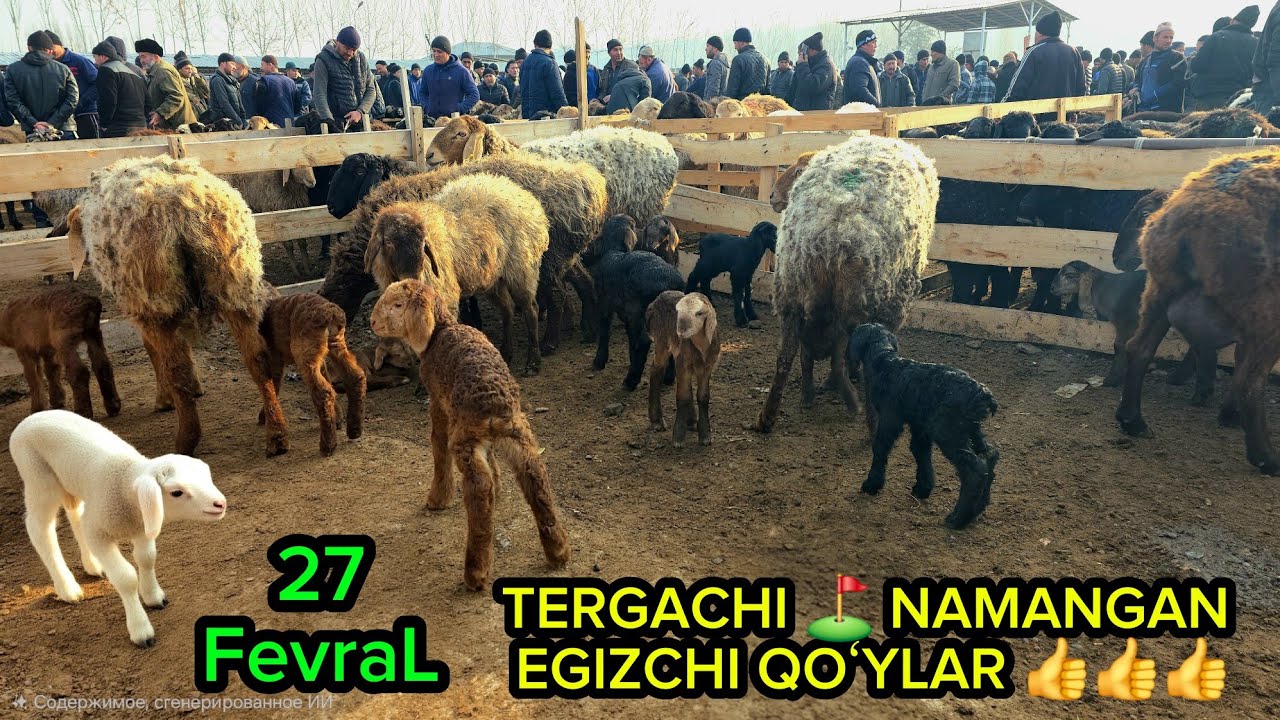 QOʻYDAHAM BARAKA BOR NAMANGAN ⛳️ TERGACHI 👍 #dangalsavdo #cow #qoy #mol #qoybozori #ramadan #2026 