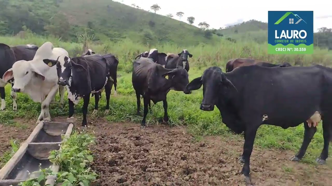 VENDO FAZENDA 50,82HA TEÓFILO OTONI MG - R$1.650.000,00