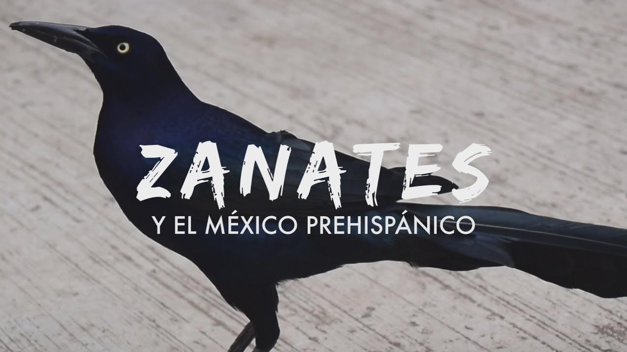 Los Zanates y el México Prehispánico