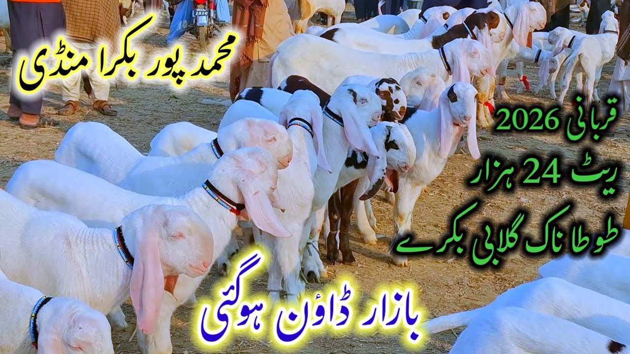 محمد پور بکرا منڈی ریٹ کم ہوگئے مکمل معلومات جانیے گلابی خسی 2 دانت بکرے سیزن 26 والے تاریخ 9 فروری 
