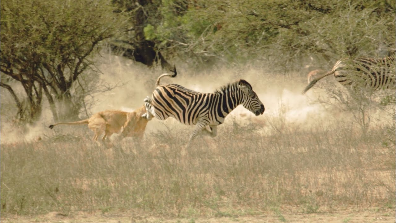 How Lions Hunt and Intimidate Prey #lion #video #animals #facts