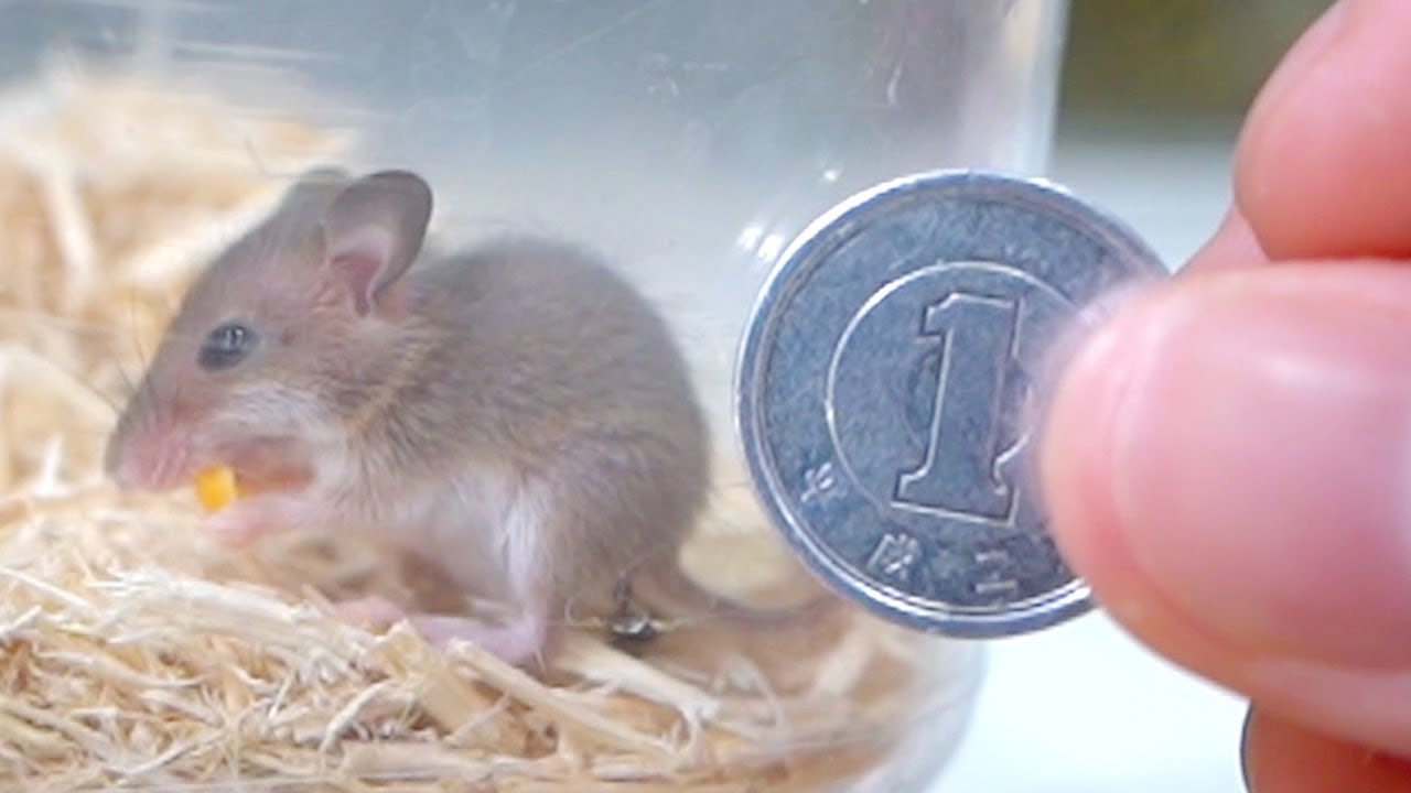 1円玉サイズの世界最小のネズミを飼い始めました