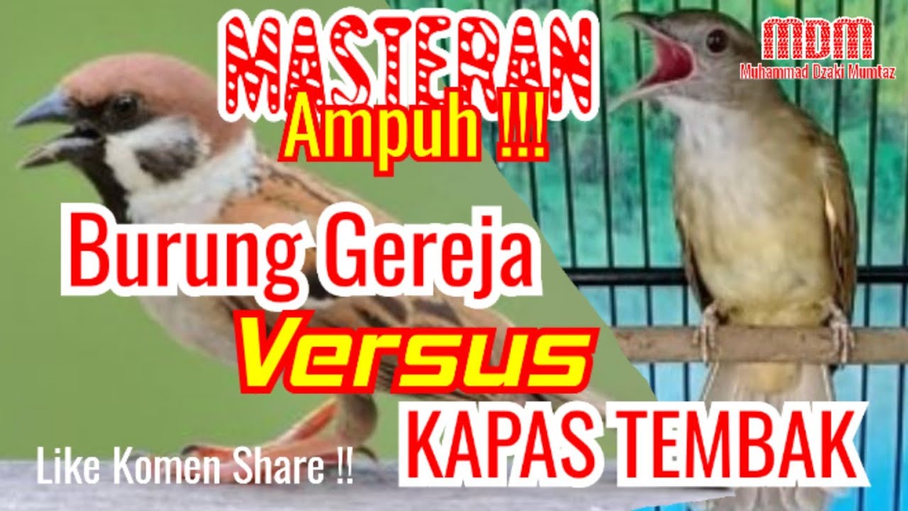 masteran burung gereja tarung vs kapas tembak gacor full durasi sejam non stop!