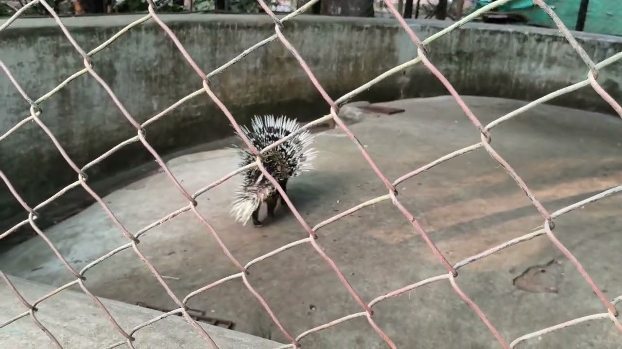 🦔 ​Porcupine (Sahi) ke kaante dekhiye kitne bade hain!