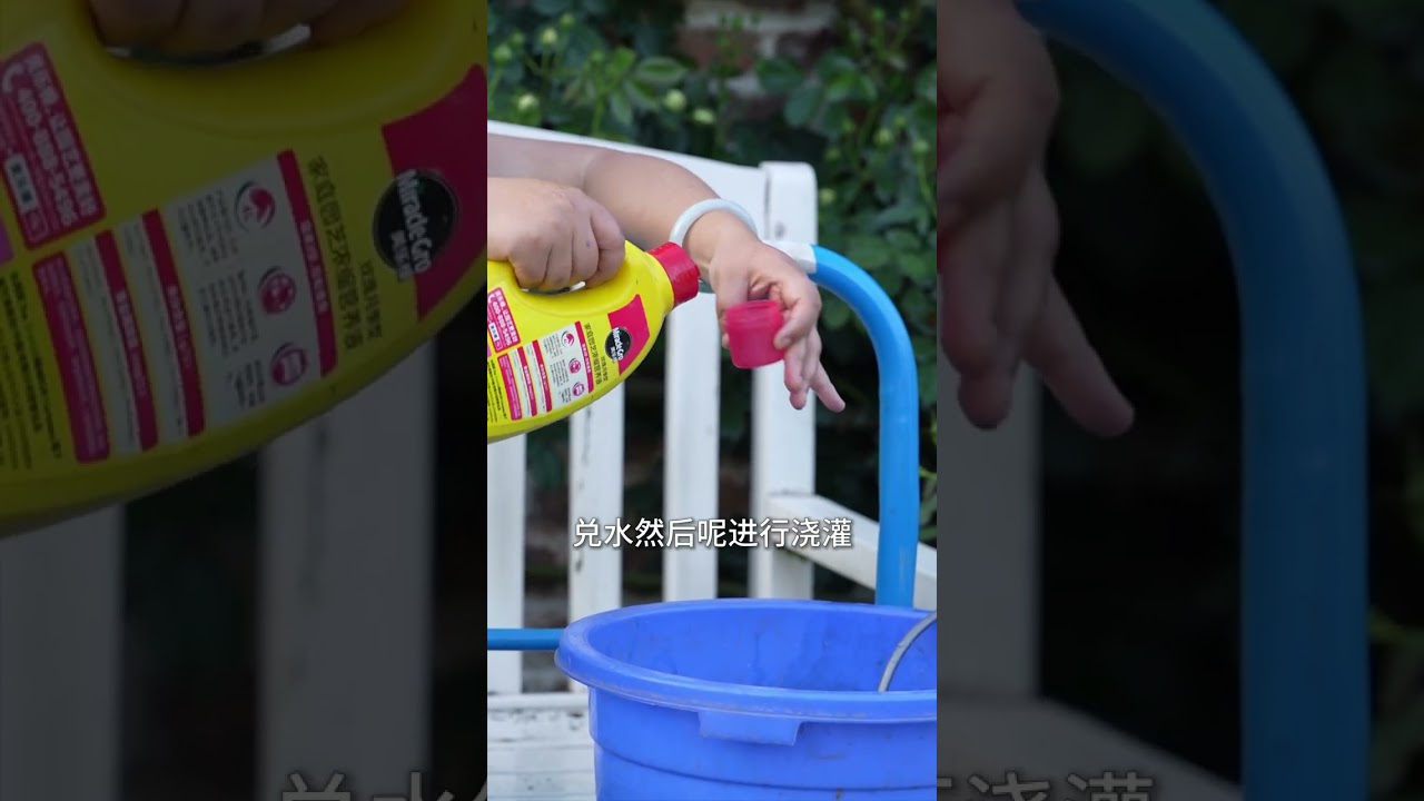 爬藤月季夏季管理，如何抽筍3米高