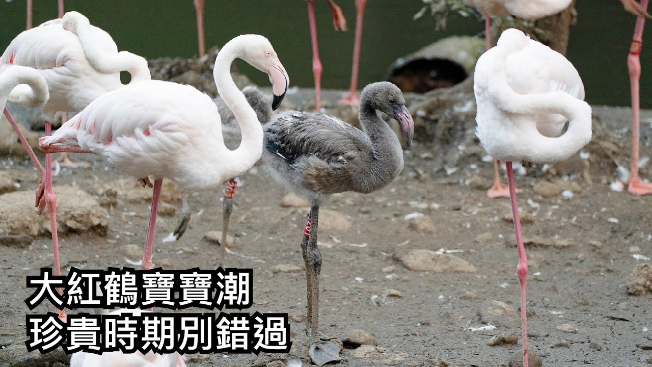 大紅鶴寶寶潮 珍貴時期別錯過