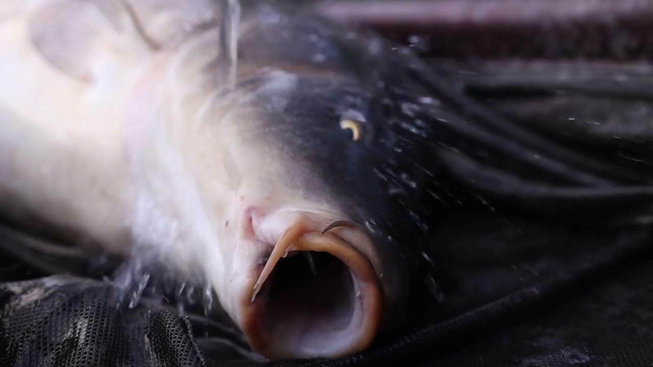 ** MAD BAITS TV ** PRODUCT FOCUS .. 12MM SKINZ HARD HOOKERS