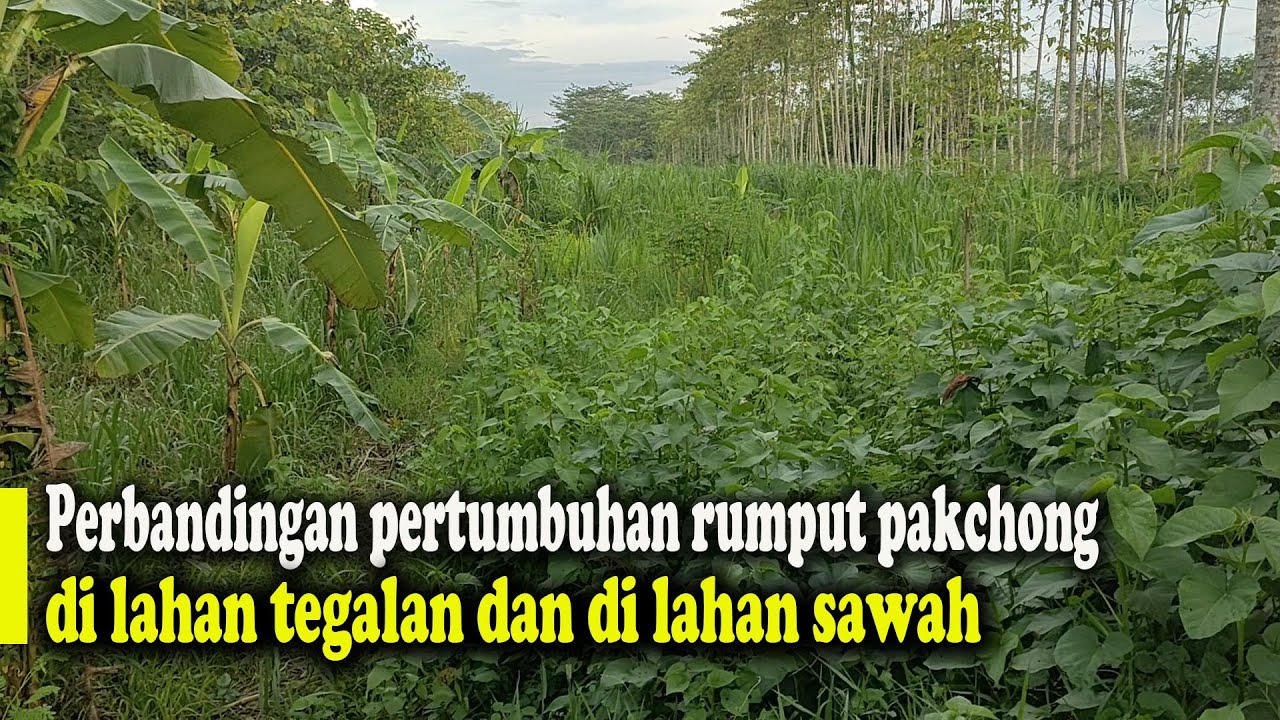 Perbandingan pertumbuhan rumput pakchong di lahan tegalan dan di lahan sawah