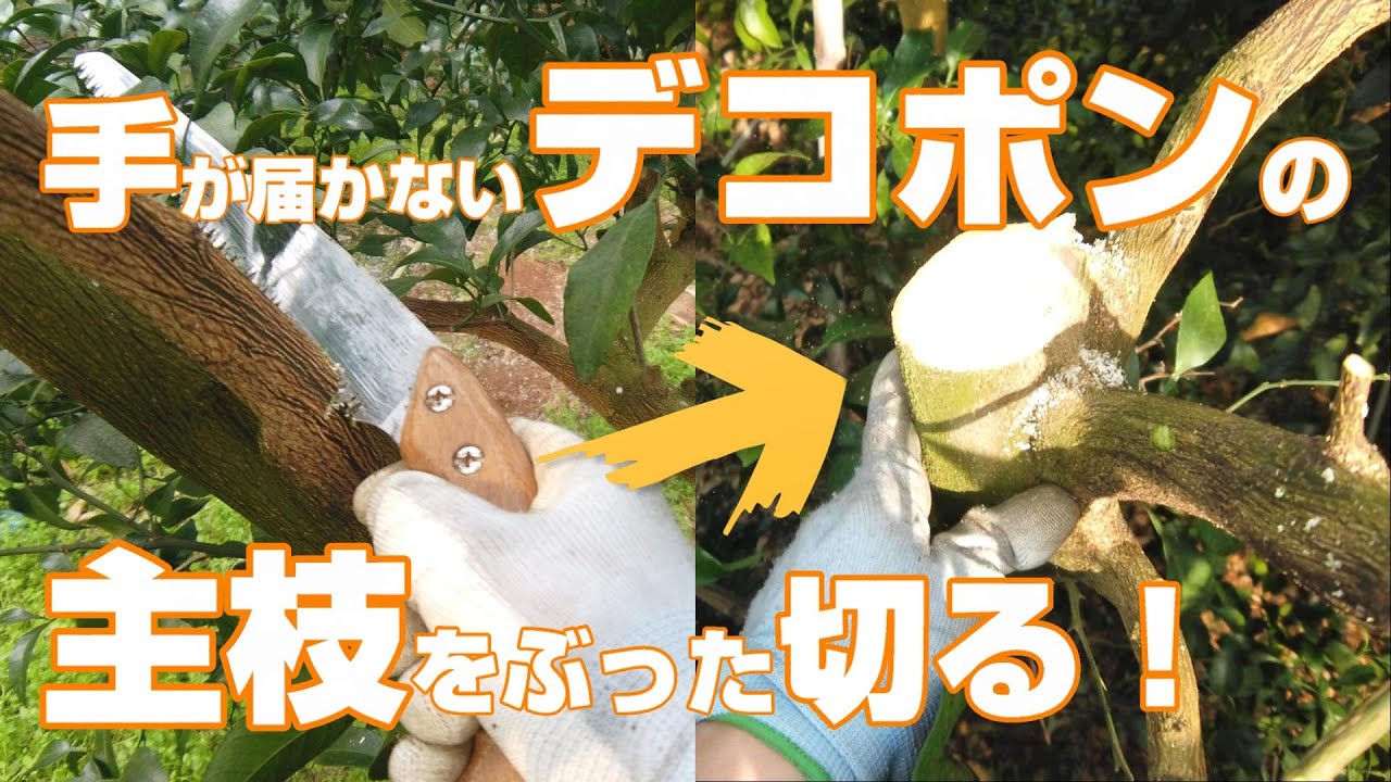 【3月上旬】デコポンの剪定！しっかり管理をするには手の届く高さに切る！(DEKOPON)