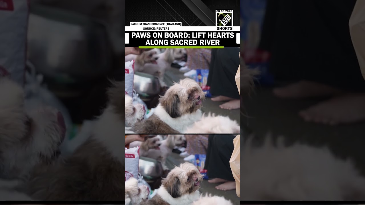 Paws on board: Thai Buddhist monk and temple dogs lift hearts along Chao Phraya River