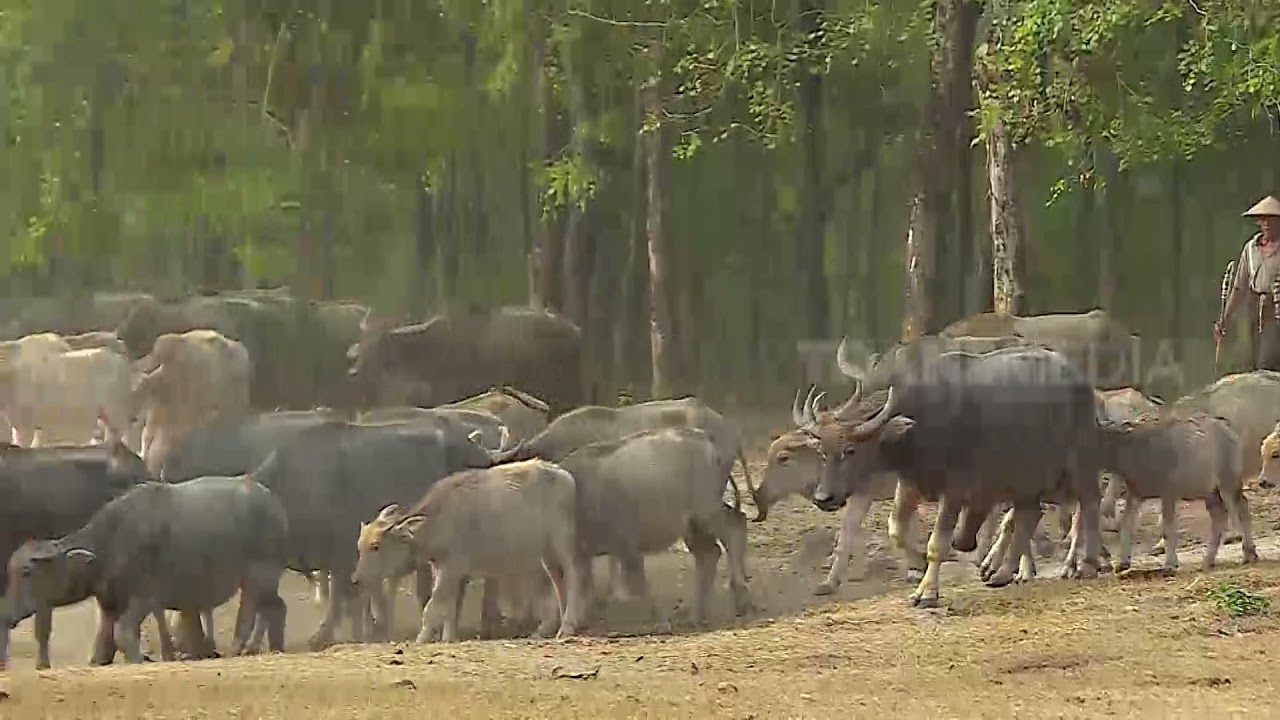 Uniknya KAMPUNG KERBAU di Ngawi | RAGAM INDONESIA (30/12/21)
