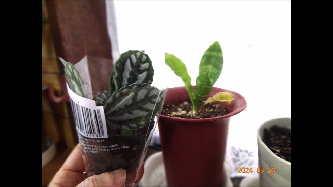 新しい100均植物「ピレア」が仲間入り＆勿体ないので、花瓶の薔薇を挿し木にした結果