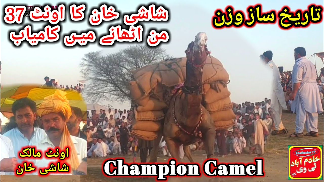 Camel Weightlifting very big weight in Pakistan | | Total Weight 37 man | Shashi Khan Camel win