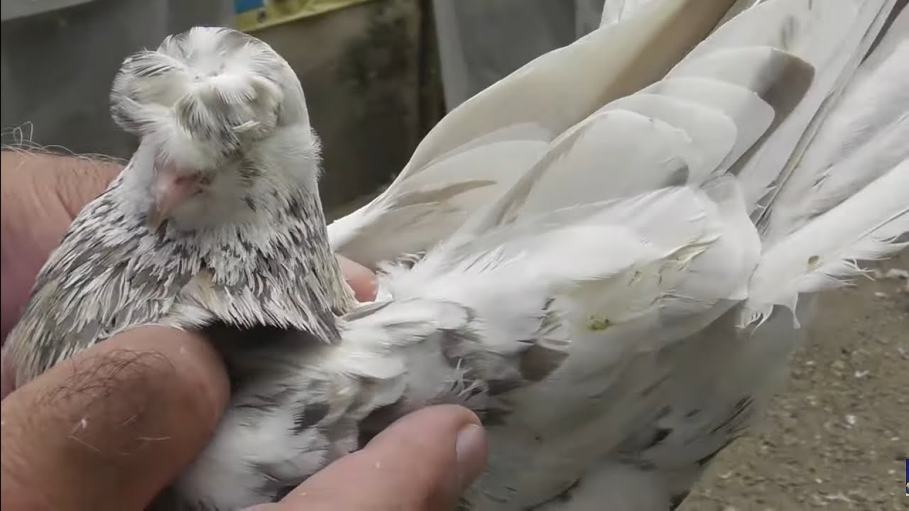 История  2-х чубых голубей от Гинжиханова Джамала в Махачкале!