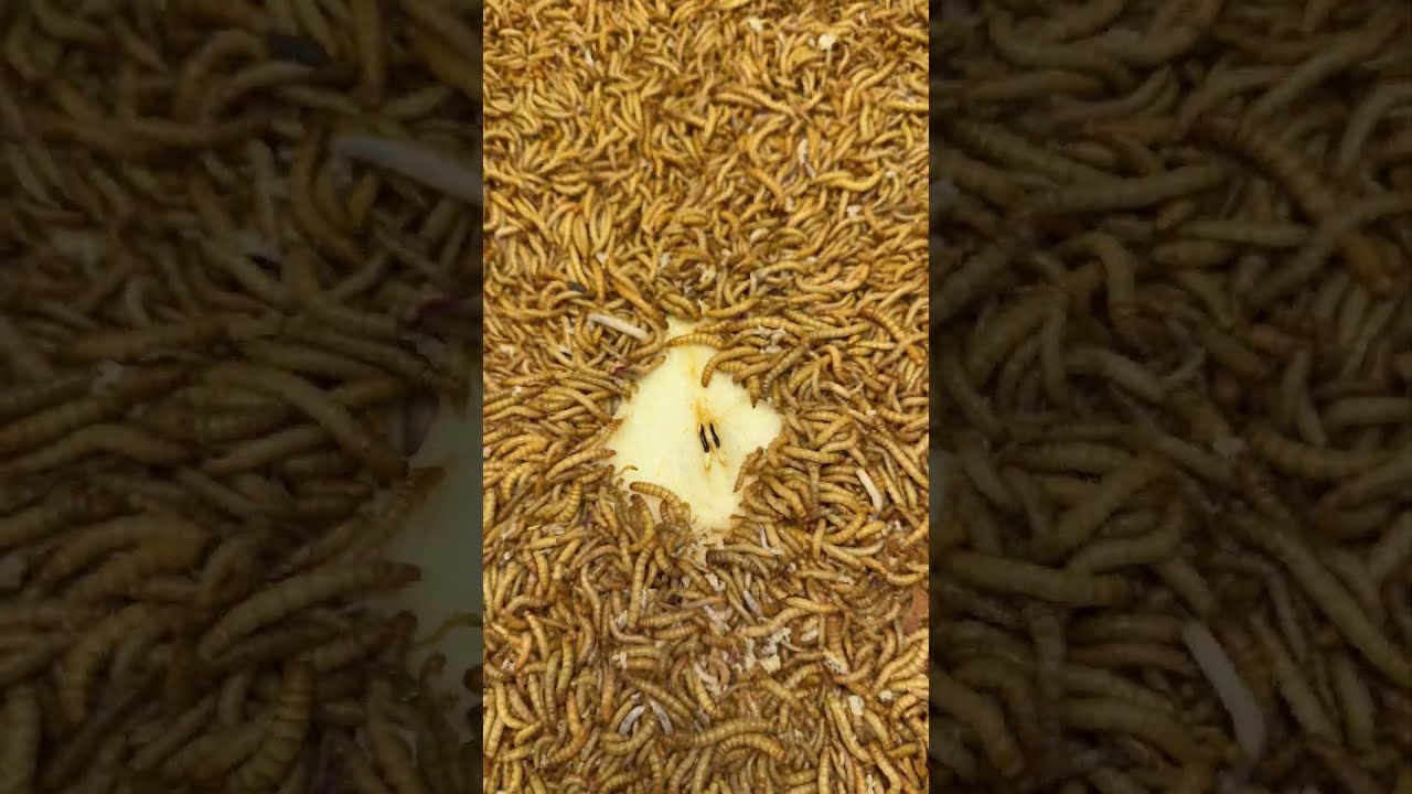 Happy Mealworms Enjoyed The Pear! Time Lapse Video #mealwormfarm #mealworms #insects