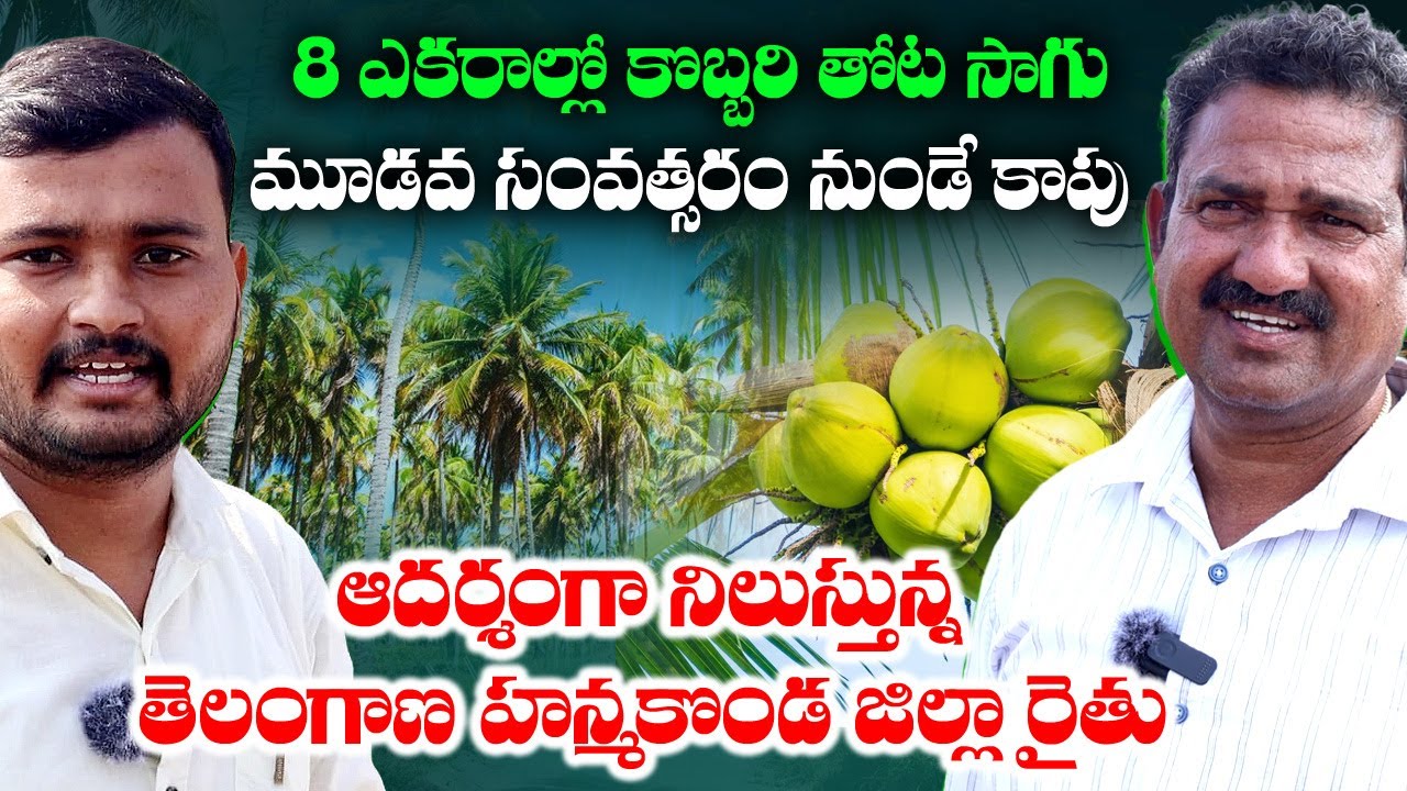 తెలంగాణలో కొబ్బరి సాగు || Coconut Farming Easy Method || Dj Sampoorna Coconut Variety || Evusam Tv