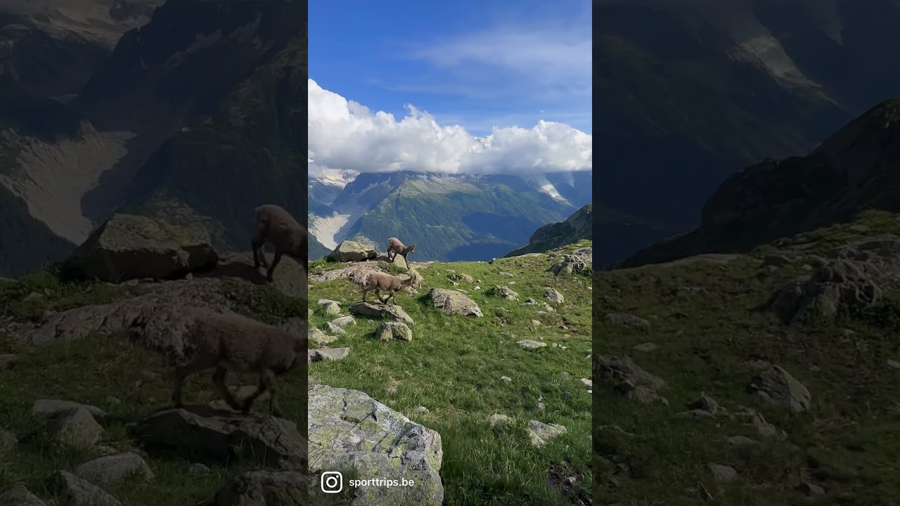 🏔️ Tour du Mont Blanc 🏔️: wild animals#wildanimals #wildlifephotography #wildlife #wildnature