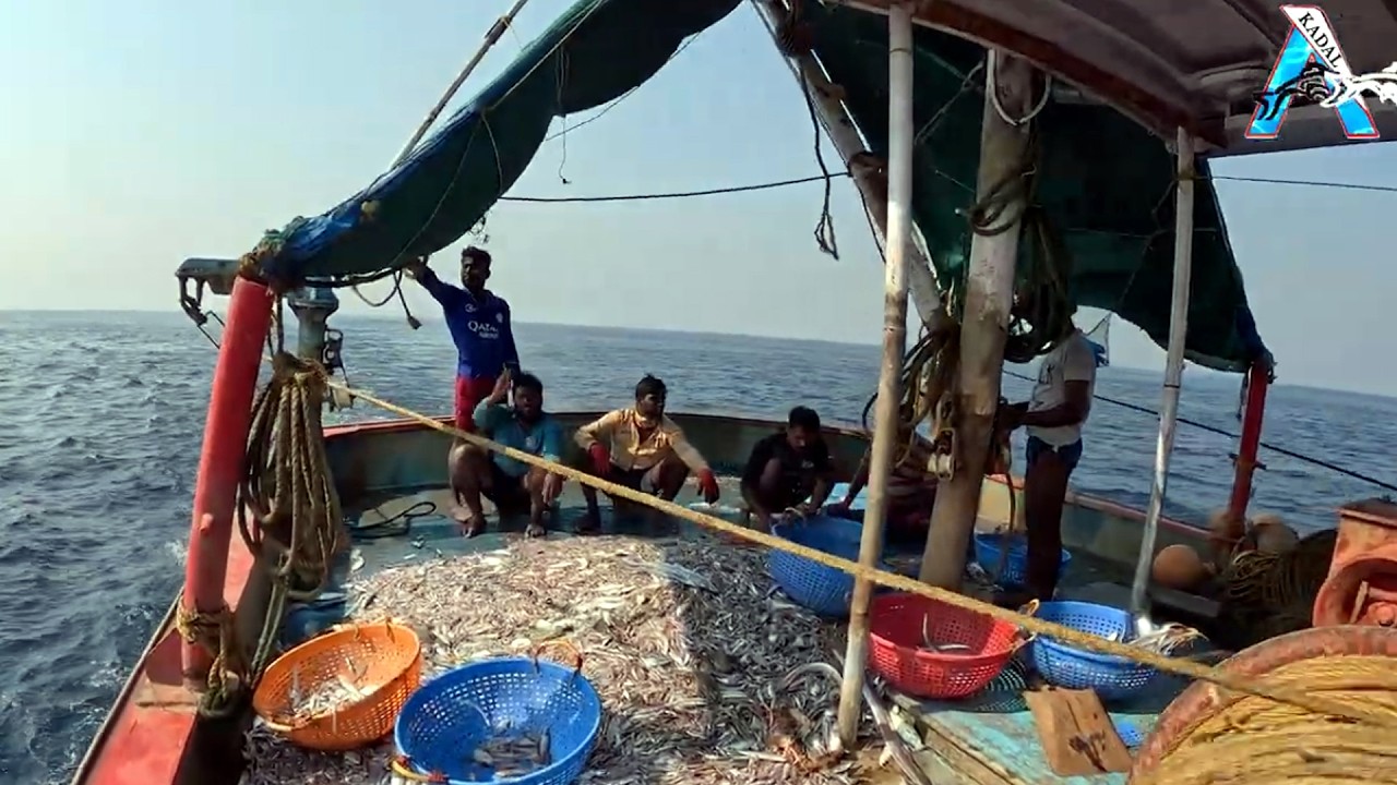 Boat Full of Squid! Incredible Sea Fishing Catch 🦑🎣” | Ocean Fishing Success | Massive Squid Harvest