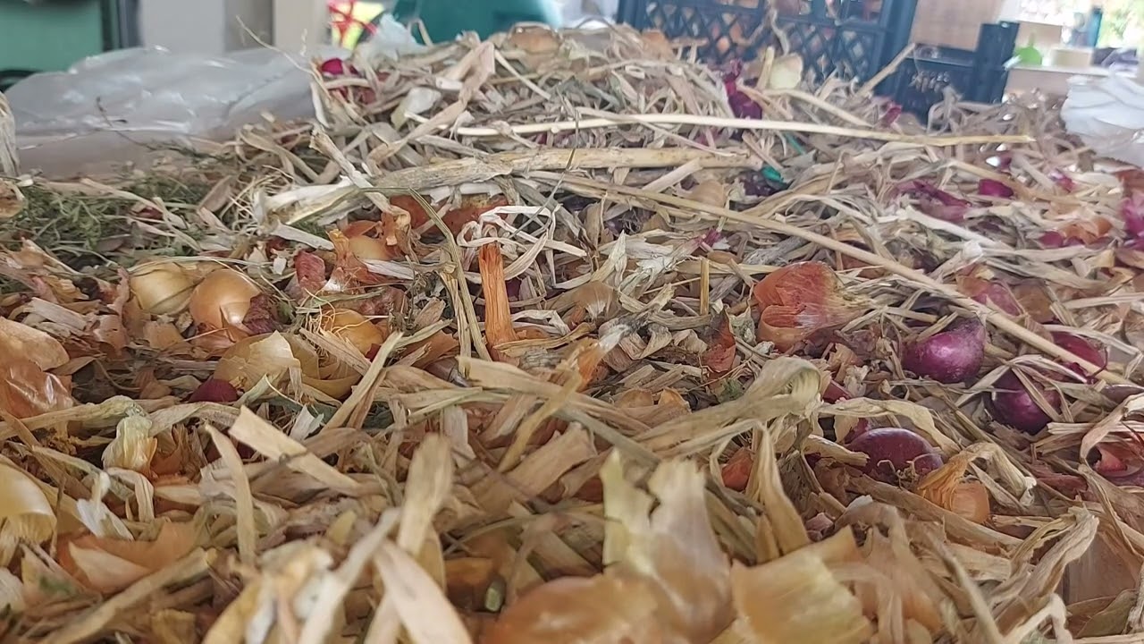 Когда пора собирать лук??