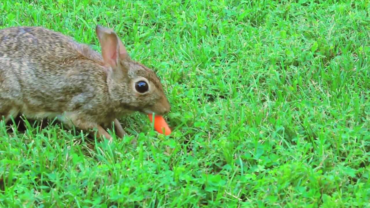 Hand Feeding a Wild Rabbit