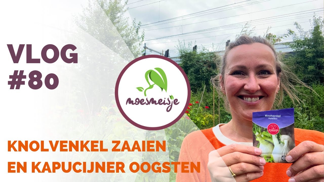 MOESTUIN VLOG #80 | Knolvenkel zaaien, kapucijners oogsten, update van courgette, pompoen en tomaat!