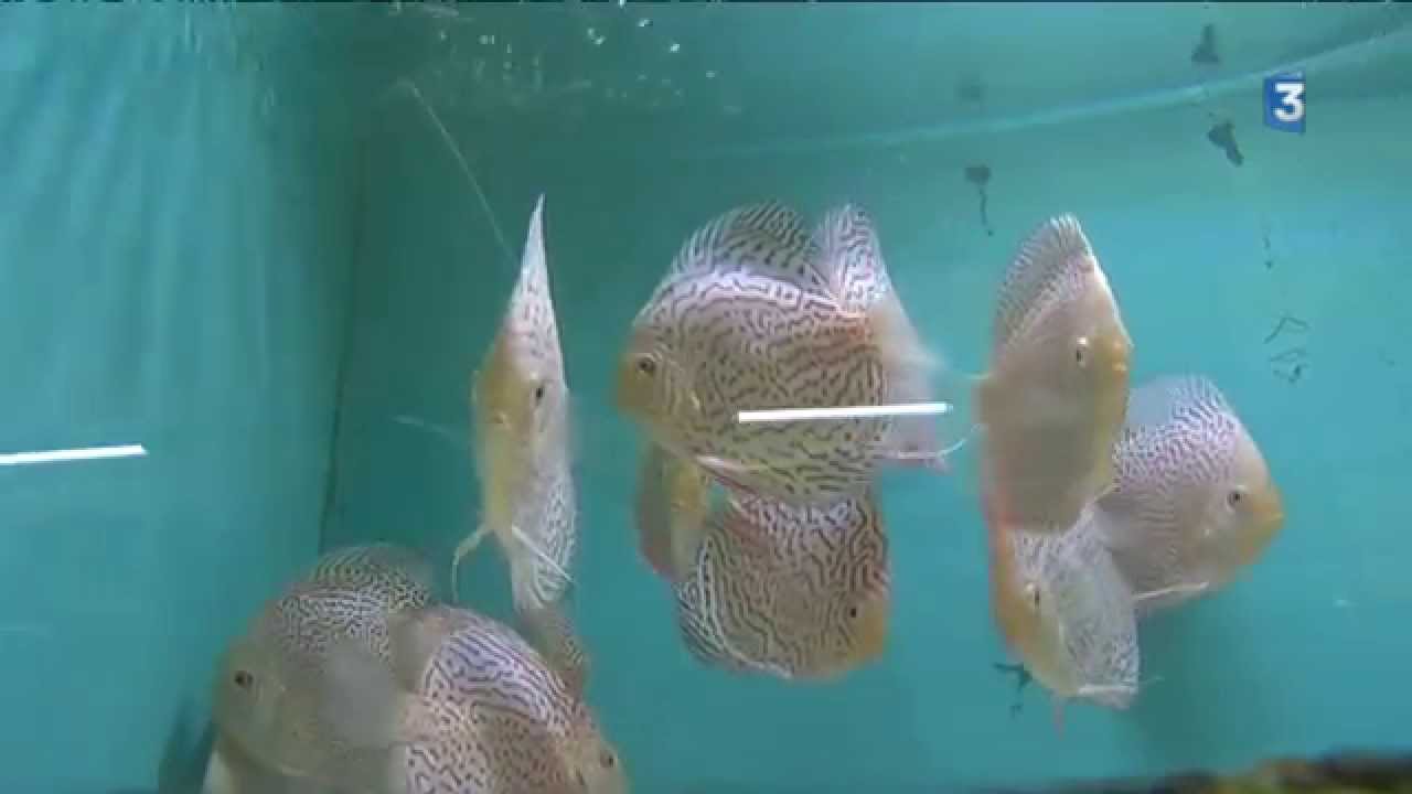 KL Discus - des poissons exotiques dans l'Aube