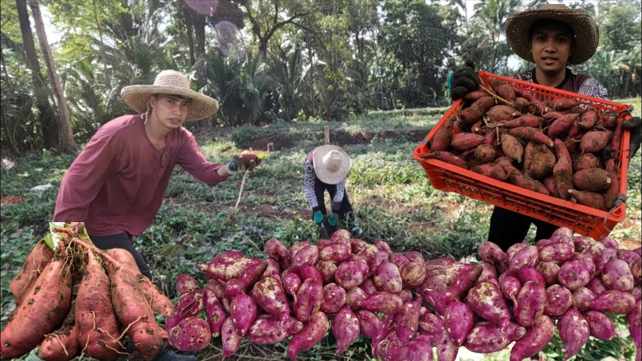 WALANG TIGIL PAGLAMAN NG KAMOTE LIBRENG MERYENDA SA BUKID NAGLALAKIHAN KAMOTE PAGHUHUKAY