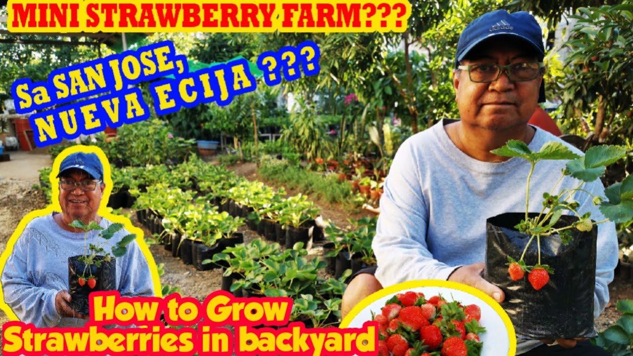 STRAWBERRY SA NUEVA ECIJA??? | TataMars' LowLand Strawberry Garden | SAN JOSE CITY N.E.