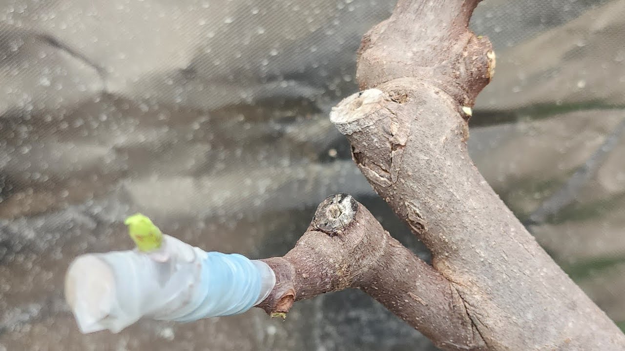 Grafts Update ( 11 Days Later ) Fig Trees Grafting. Chicago Zone 6a 