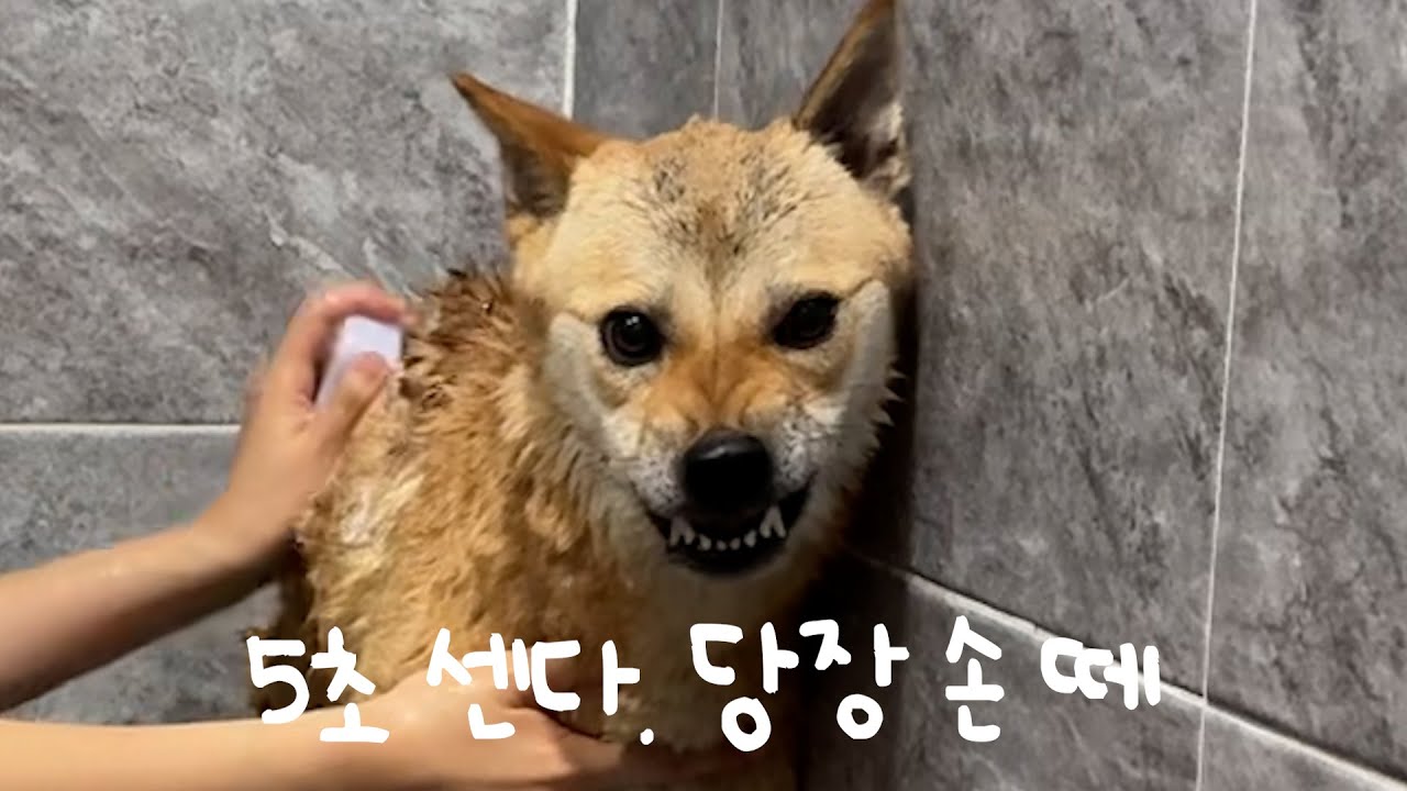 물만 닿으면 주인을 못알아보는 강아지ㅋㅋㅋㅋㅋ