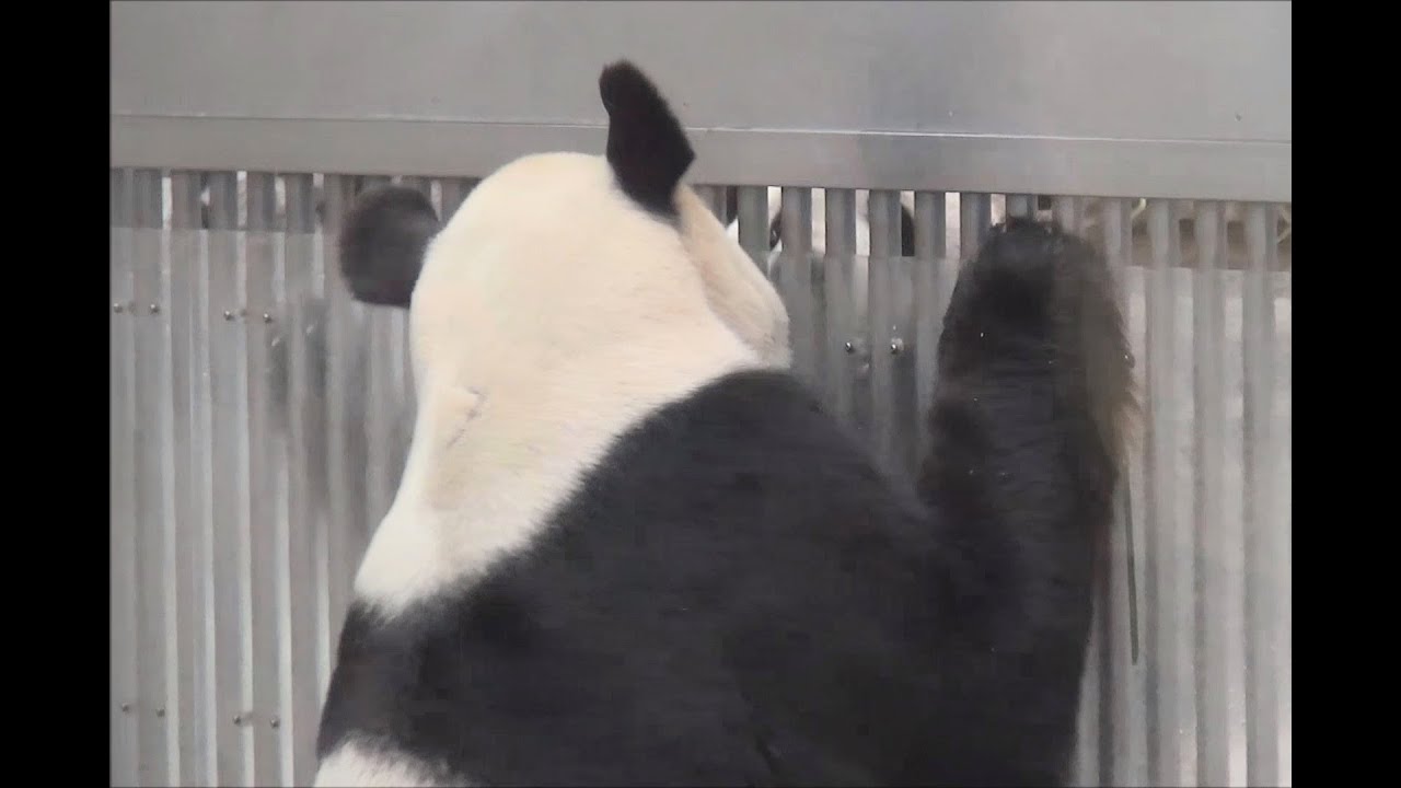 【恋するパンダ夫婦💕】✨壁越しに愛の鼻チュー🐼💖🐼【永明と良浜】 　Giant panda couple - Eimei & Rauhin - ☆married love❤
