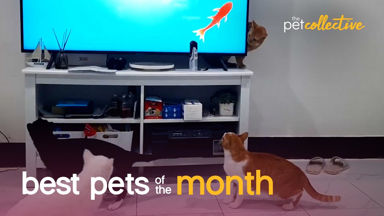 Best Pets of the Month | The Pet Collective