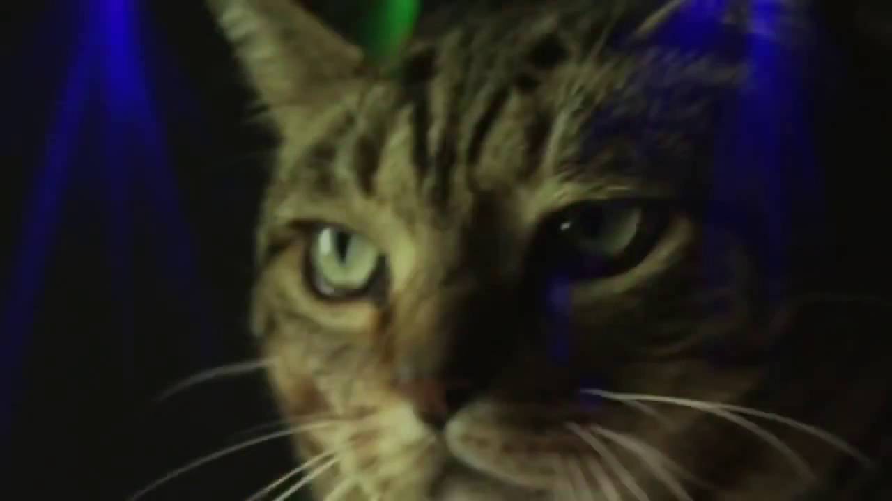 Meow Mix Song | EDM Cat Remix by Ashworth