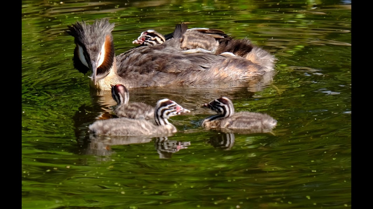 Hans Vaessen natuurfotografie