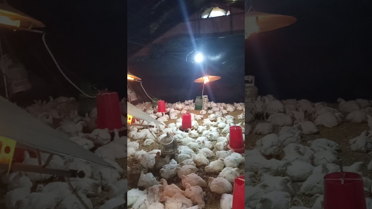 تربية دجاج اللحم في الجزائر 🇩🇿