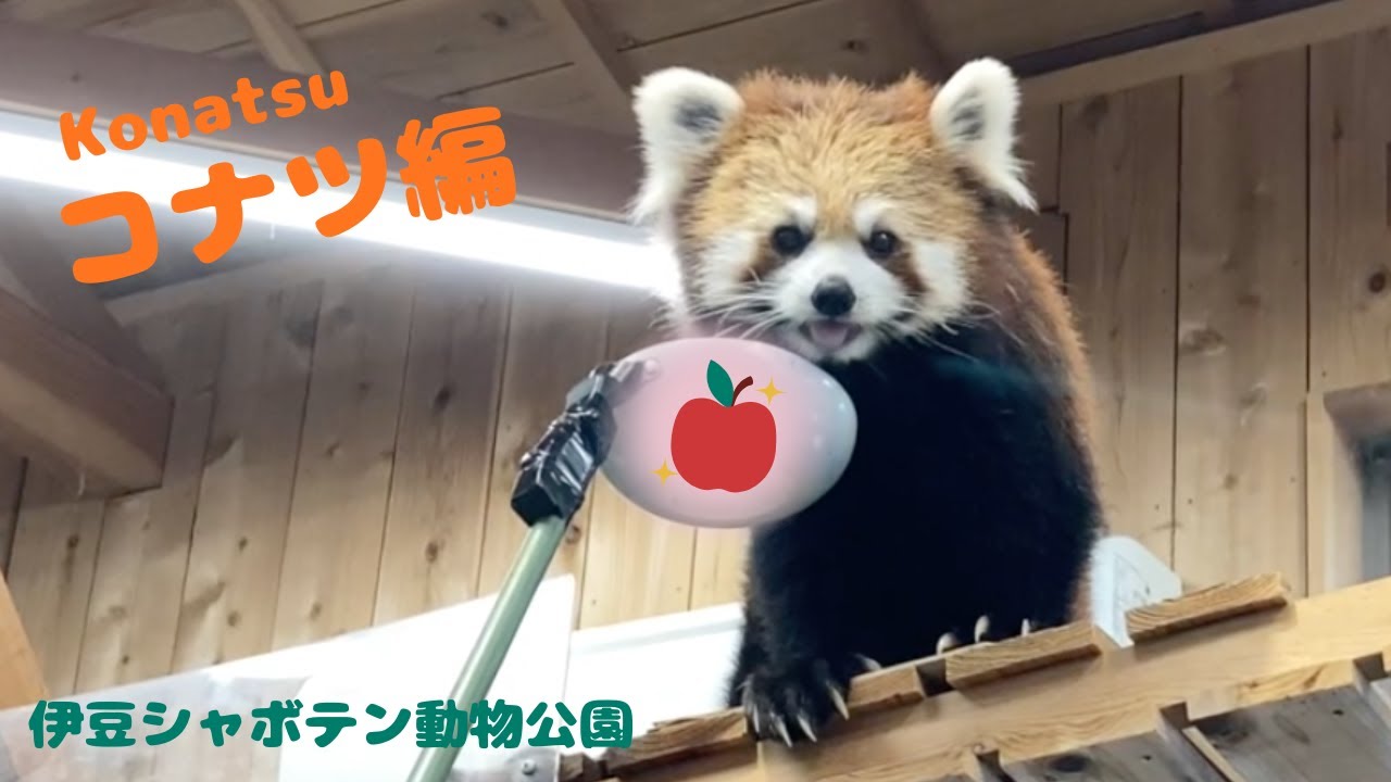 コナツちゃん🍎タイム　[伊豆シャボテン動物公園]   レッサーパンダ