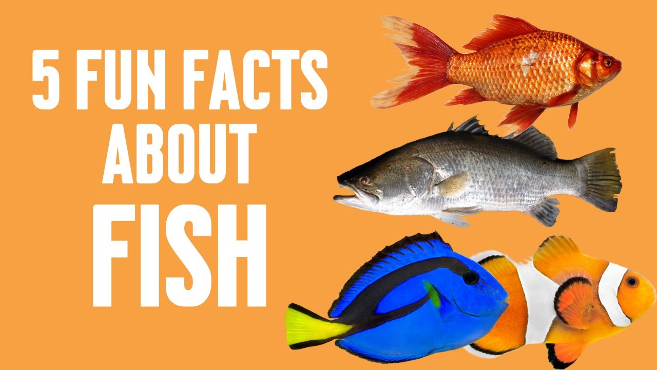 5 Fun Facts about Fish