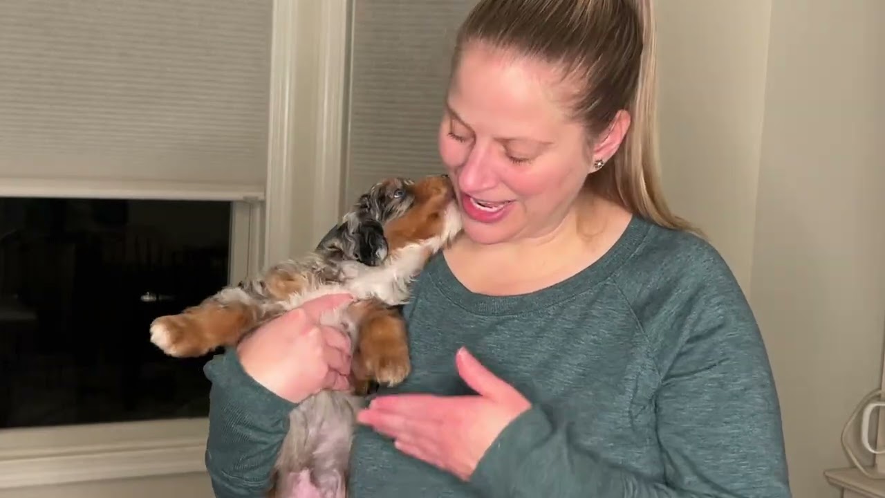 Annie female  BAB Temperment evaluation 6 weeks 