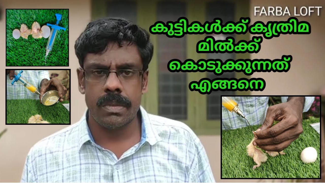 Artificial crop milk for new born pigeons / കുഞ്ഞുങ്ങൾക്ക് കൃത്രിമ മിൽക്ക് കൊടുക്കുന്നത് എങ്ങനെ.