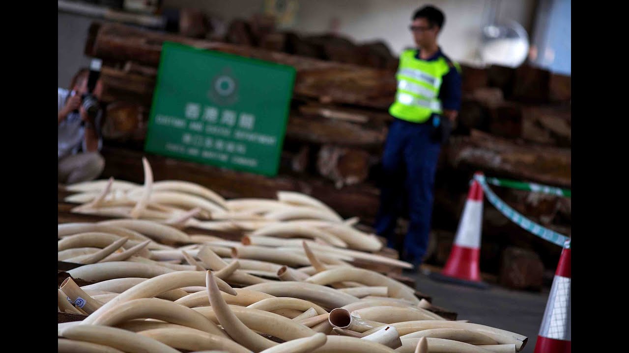 Hong Kong's illegal ivory trade still alive, despite pledge